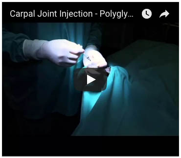 polyglycan-sa and Companion Animal: Joint Injection Techniques