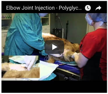 polyglycan-sa and Companion Animal: Joint Injection Techniques