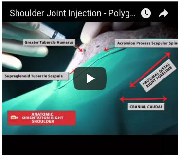 polyglycan-sa and Companion Animal: Joint Injection Techniques