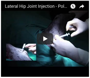 polyglycan-sa and Companion Animal: Joint Injection Techniques